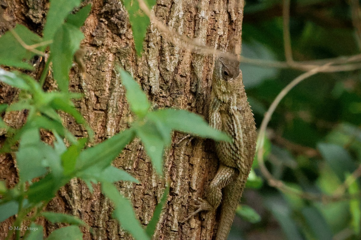 Texas-Stachelleguan - ML639133685