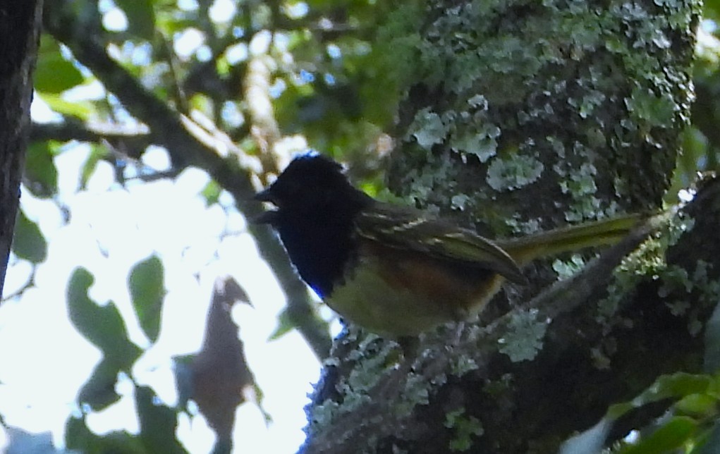Spotted Towhee - ML639133735