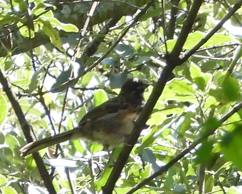 Spotted Towhee - ML639133736