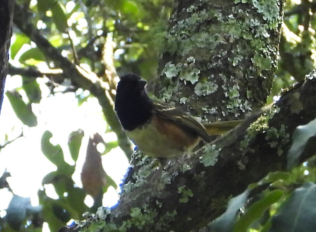 Spotted Towhee - ML639133737