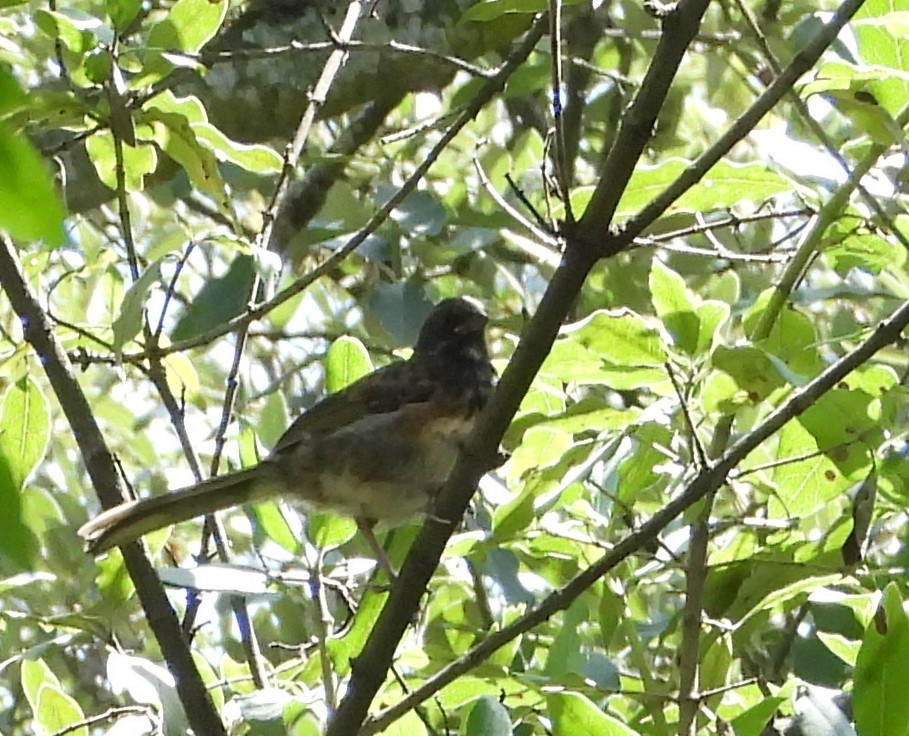 Spotted Towhee - ML639133738
