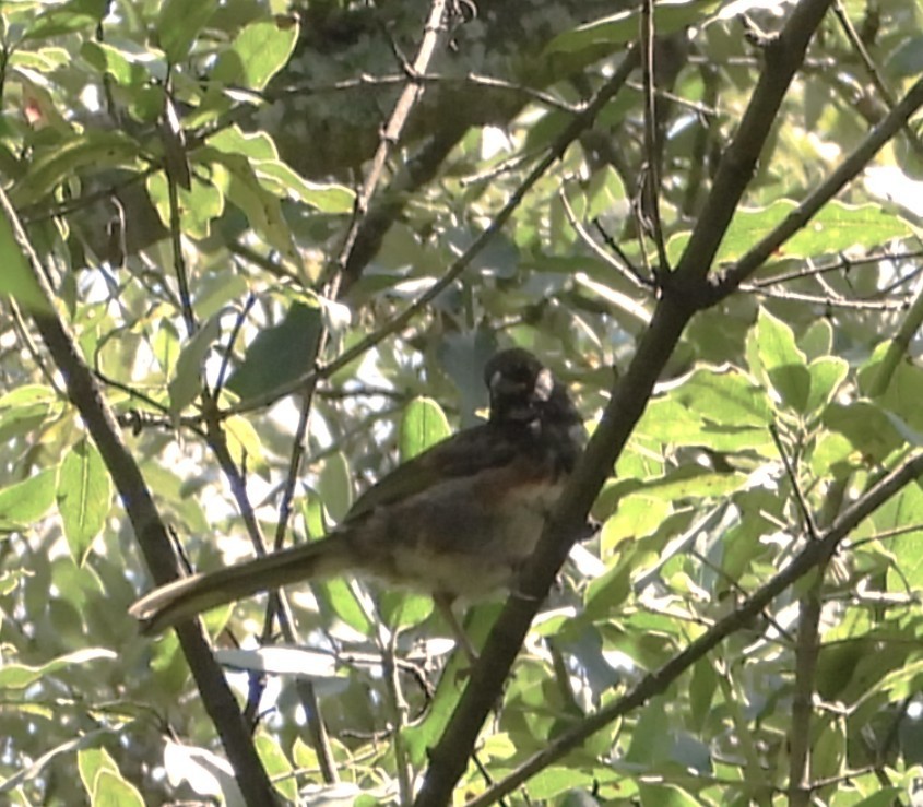 Spotted Towhee - ML639133739