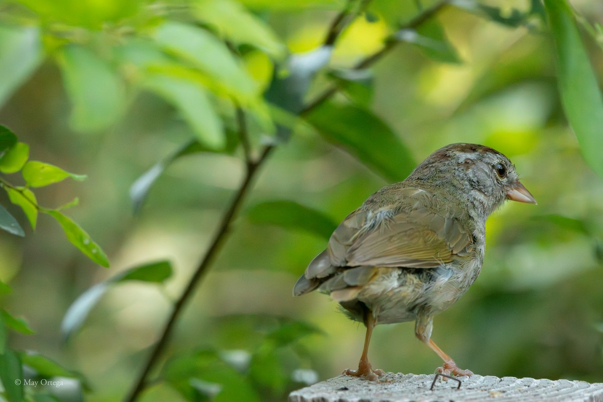 Olivrückenammer - ML639133742