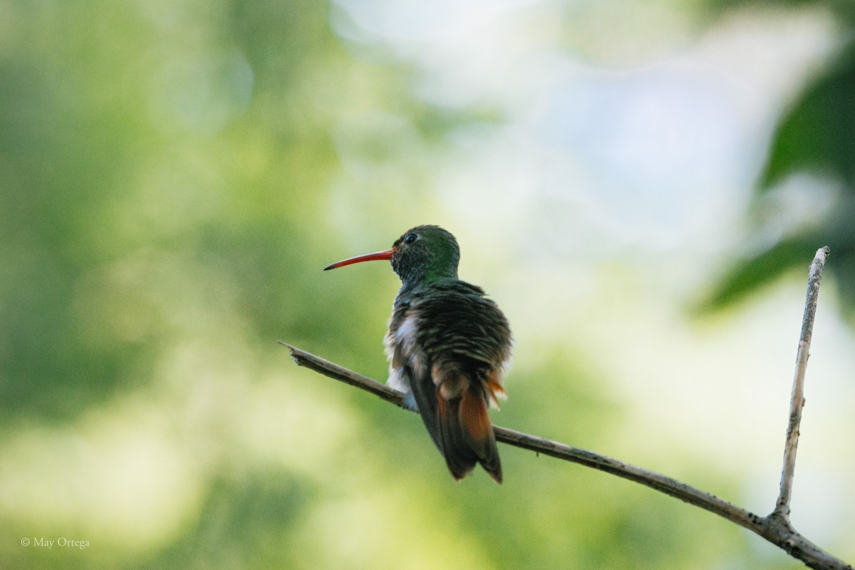 Fahlbauchamazilie - ML639133778