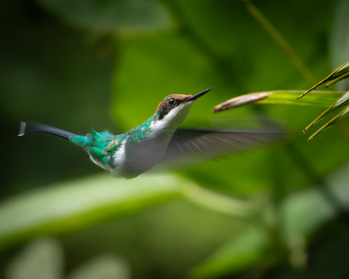 Purple-crowned Fairy - ML639133794