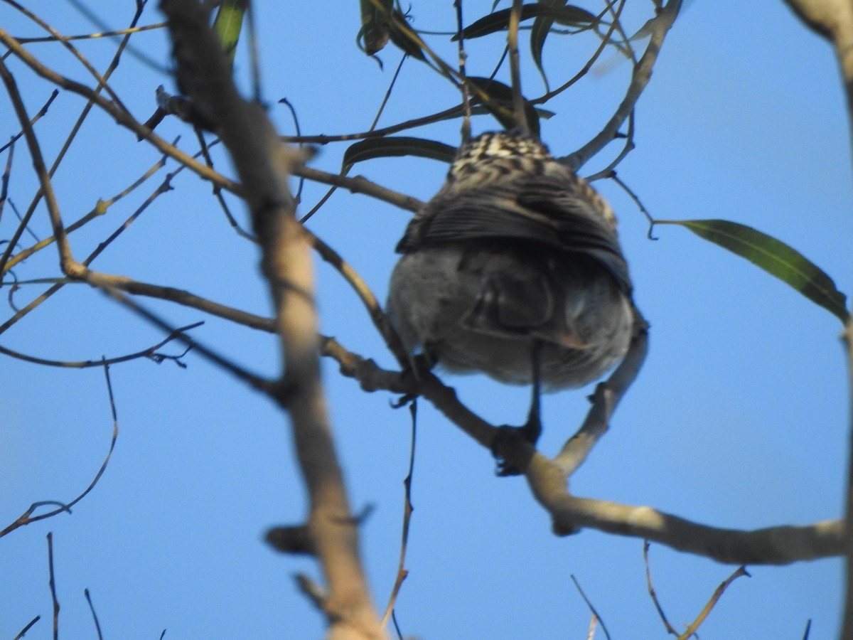 Striped Honeyeater - ML639133796