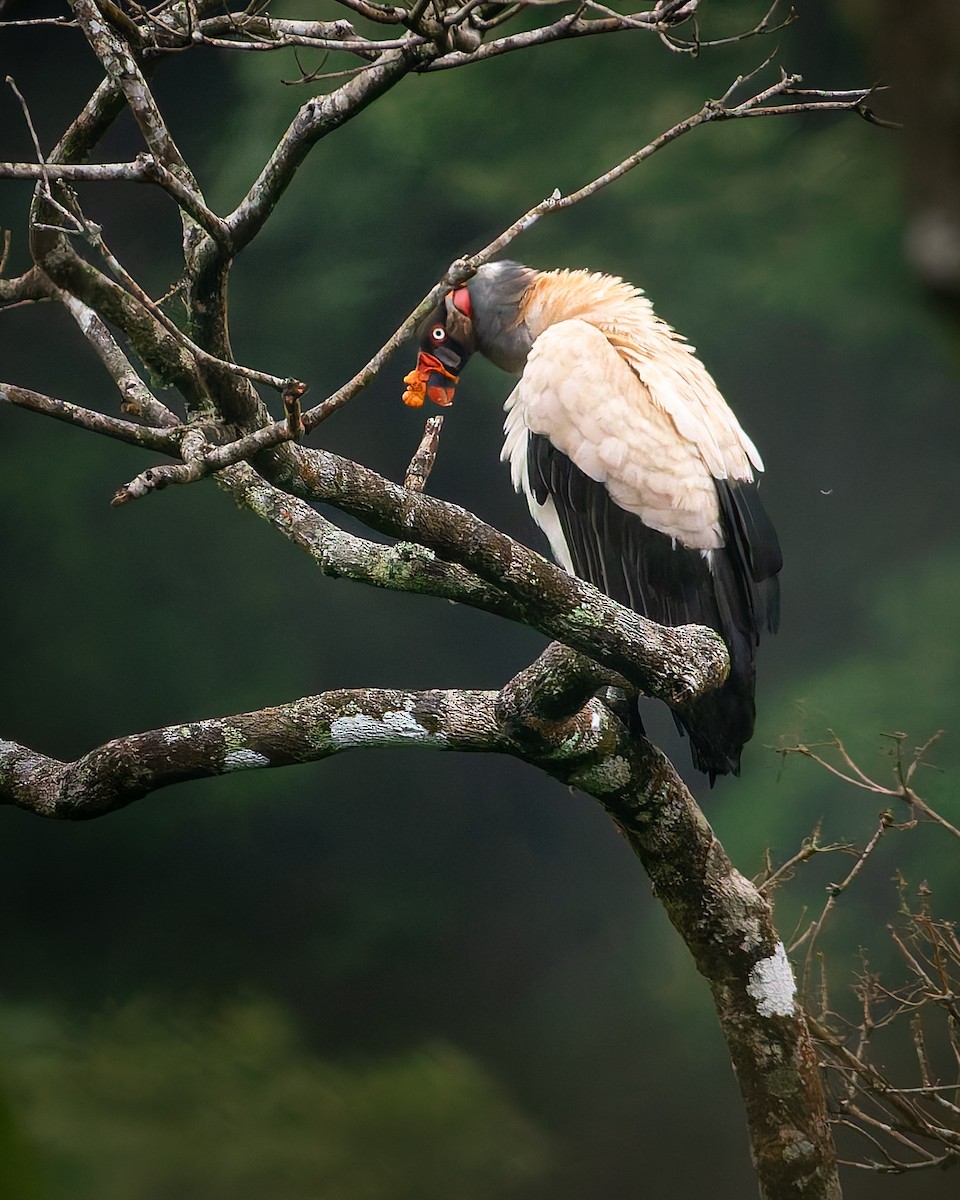 King Vulture - ML639133807