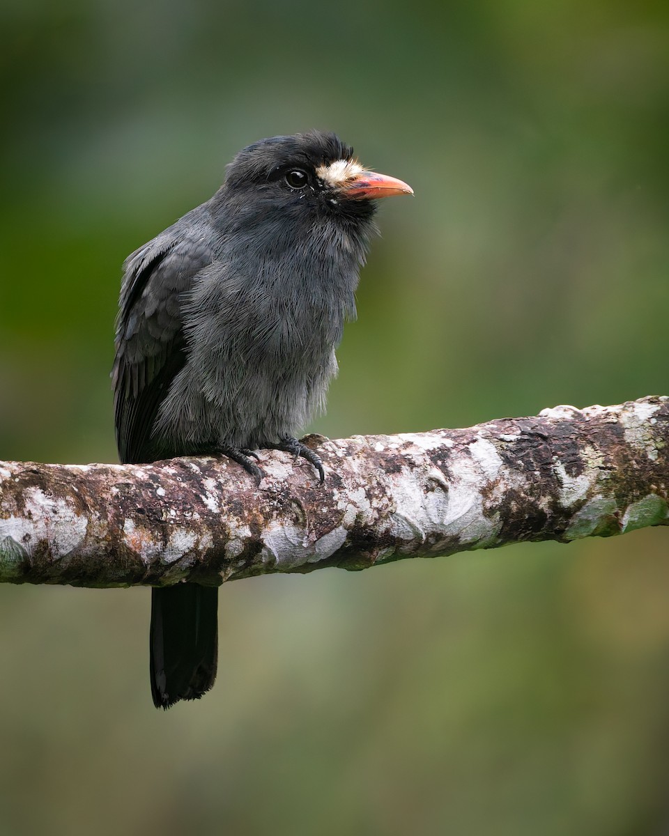 White-fronted Nunbird - ML639133826