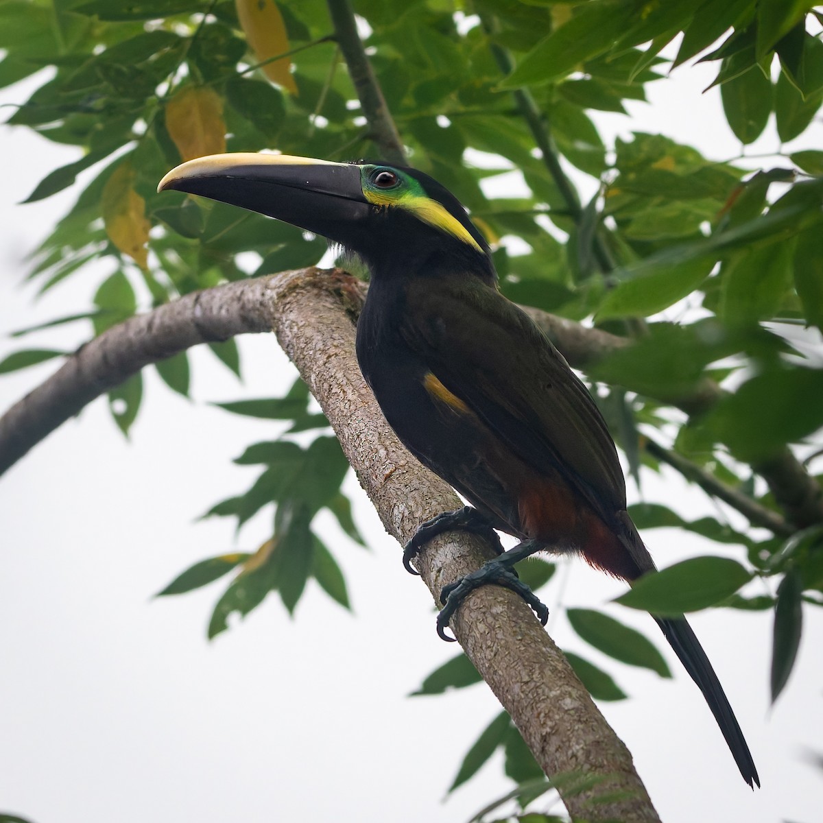Yellow-eared Toucanet - ML639133836