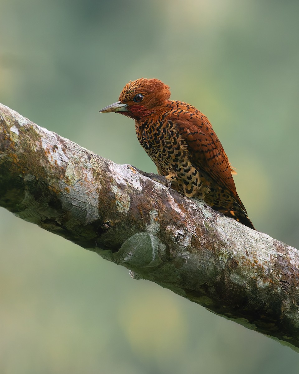 Cinnamon Woodpecker - ML639133865