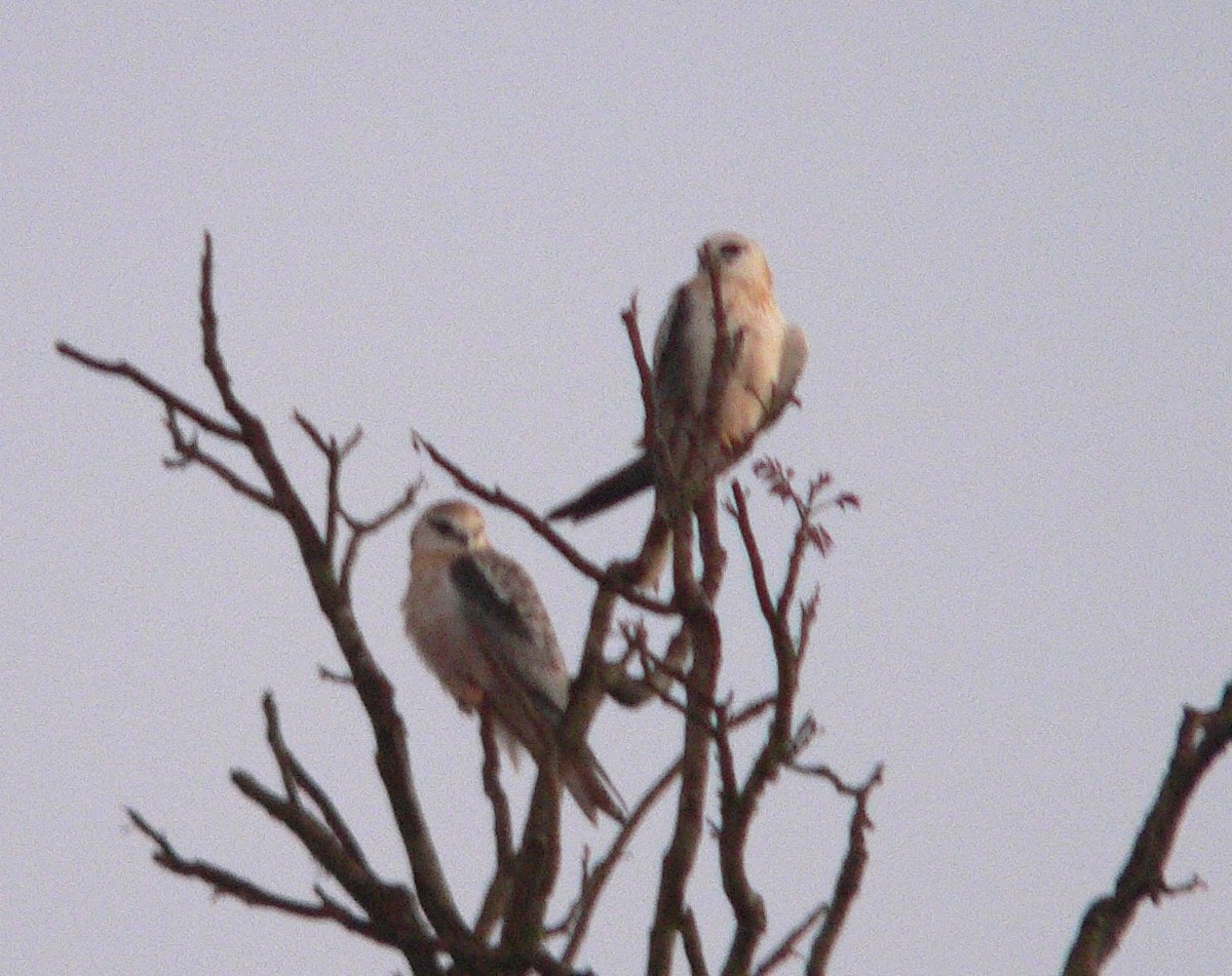 Black-shouldered Kite - ML63913391