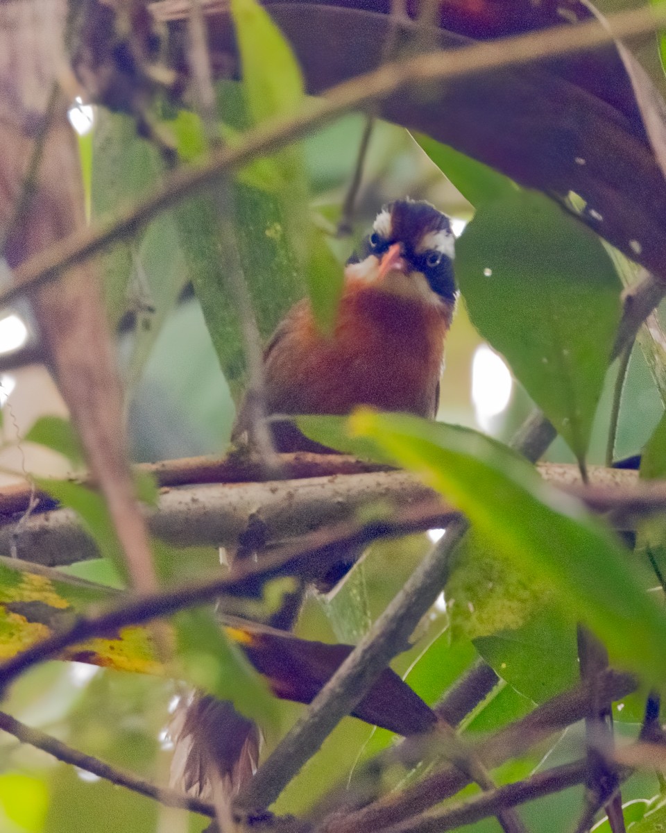 Black-crowned Scimitar-Babbler - ML639133917