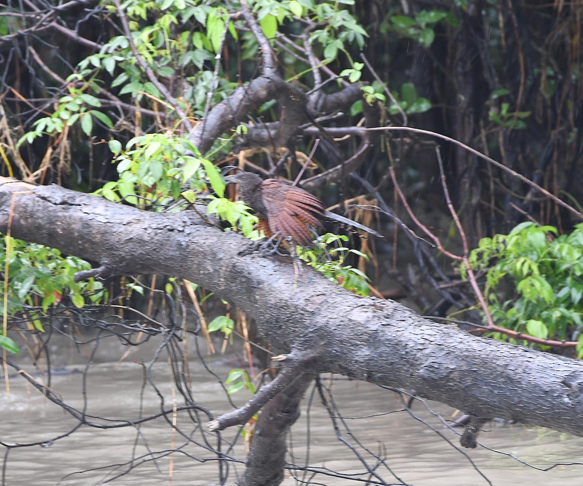 Greater Coucal - ML639133960