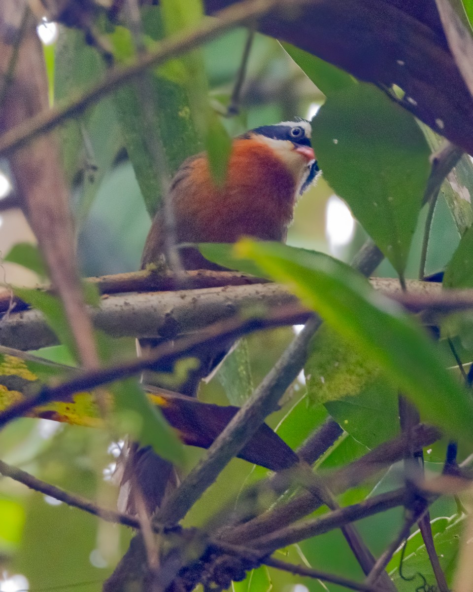 Black-crowned Scimitar-Babbler - ML639133983