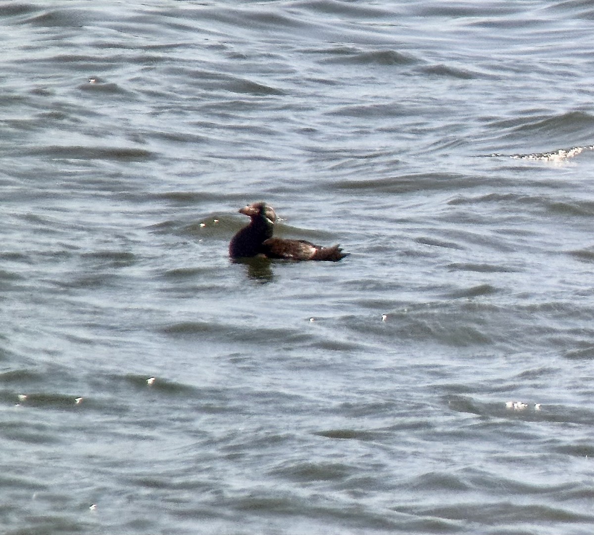 Rhinoceros Auklet - ML639134072