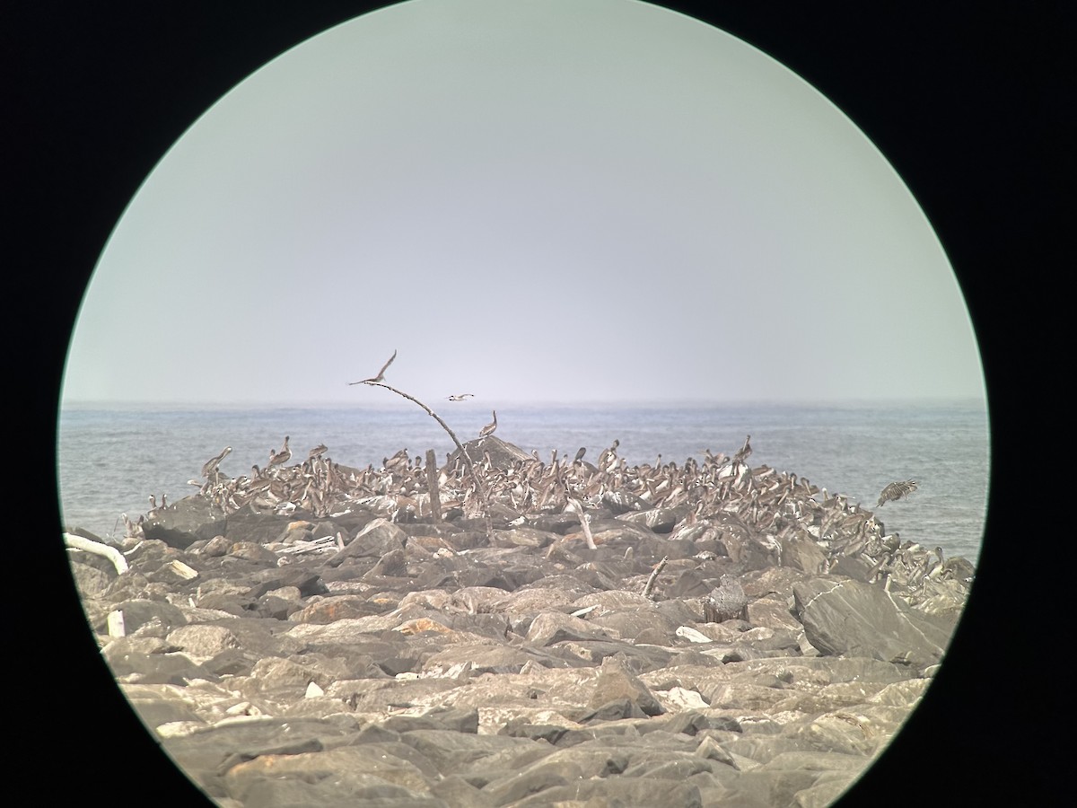 Brown Pelican - ML639134075