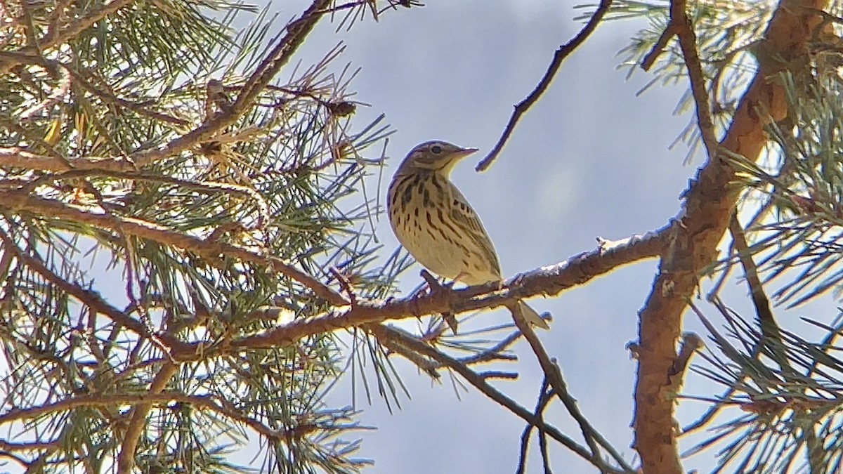 Tree Pipit - ML639134094