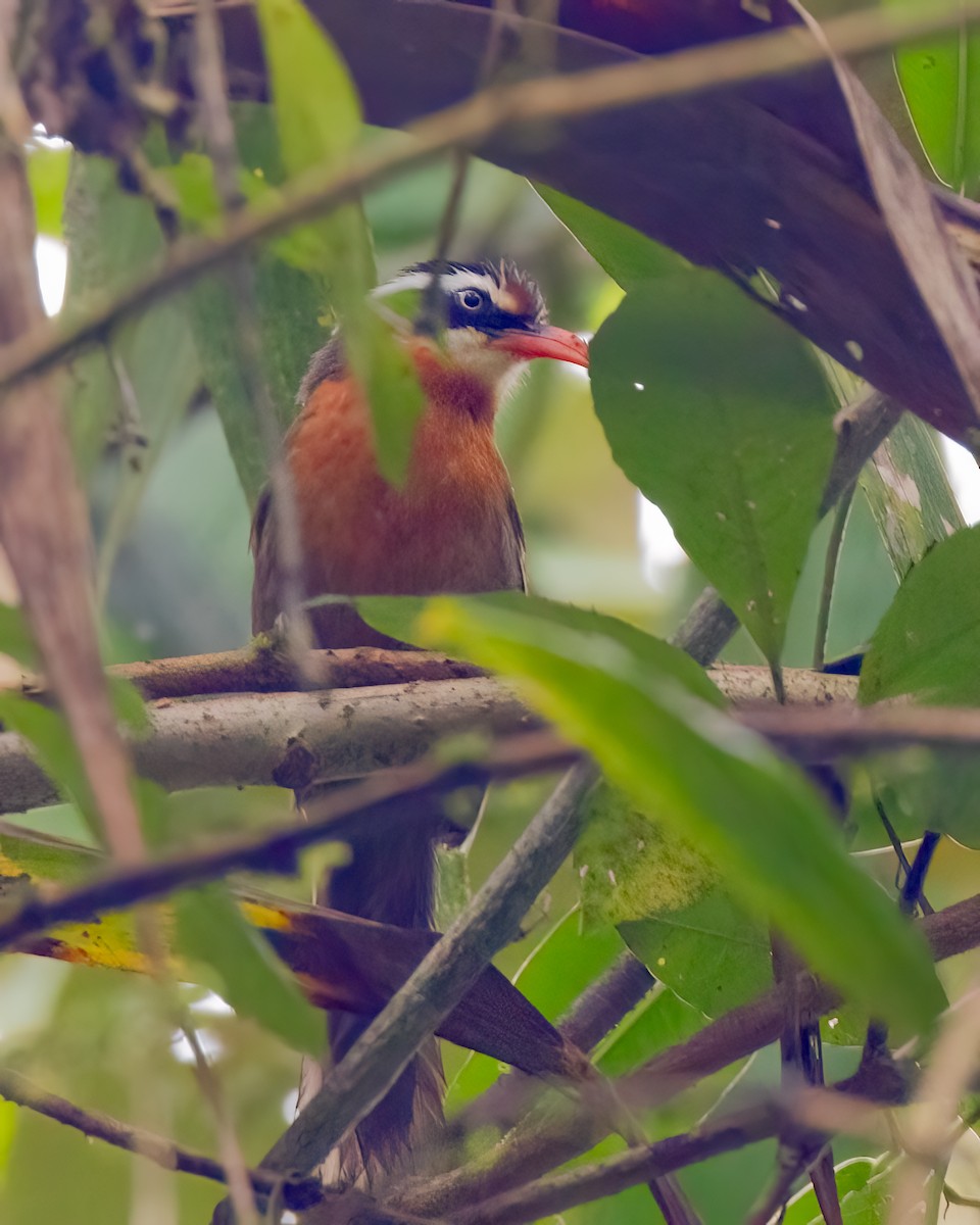 Black-crowned Scimitar-Babbler - ML639134106