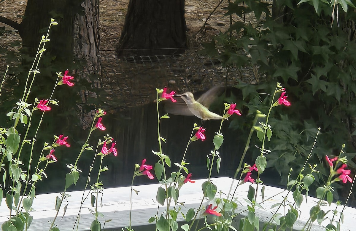 Ruby-throated Hummingbird - ML639134133