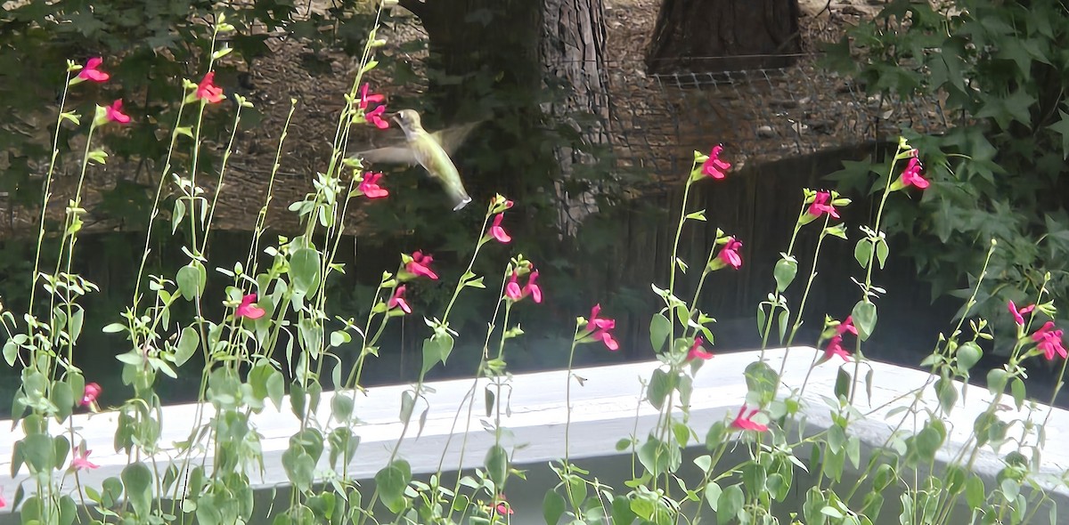 Ruby-throated Hummingbird - ML639134134