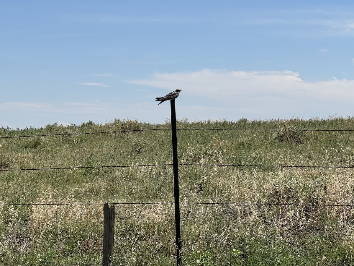 Common Nighthawk - ML639134393