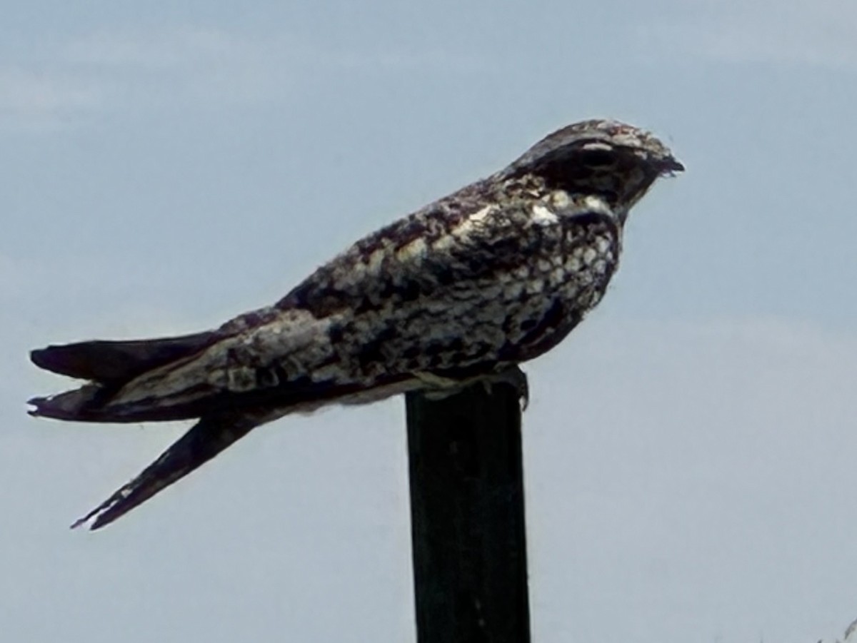 Common Nighthawk - ML639134396