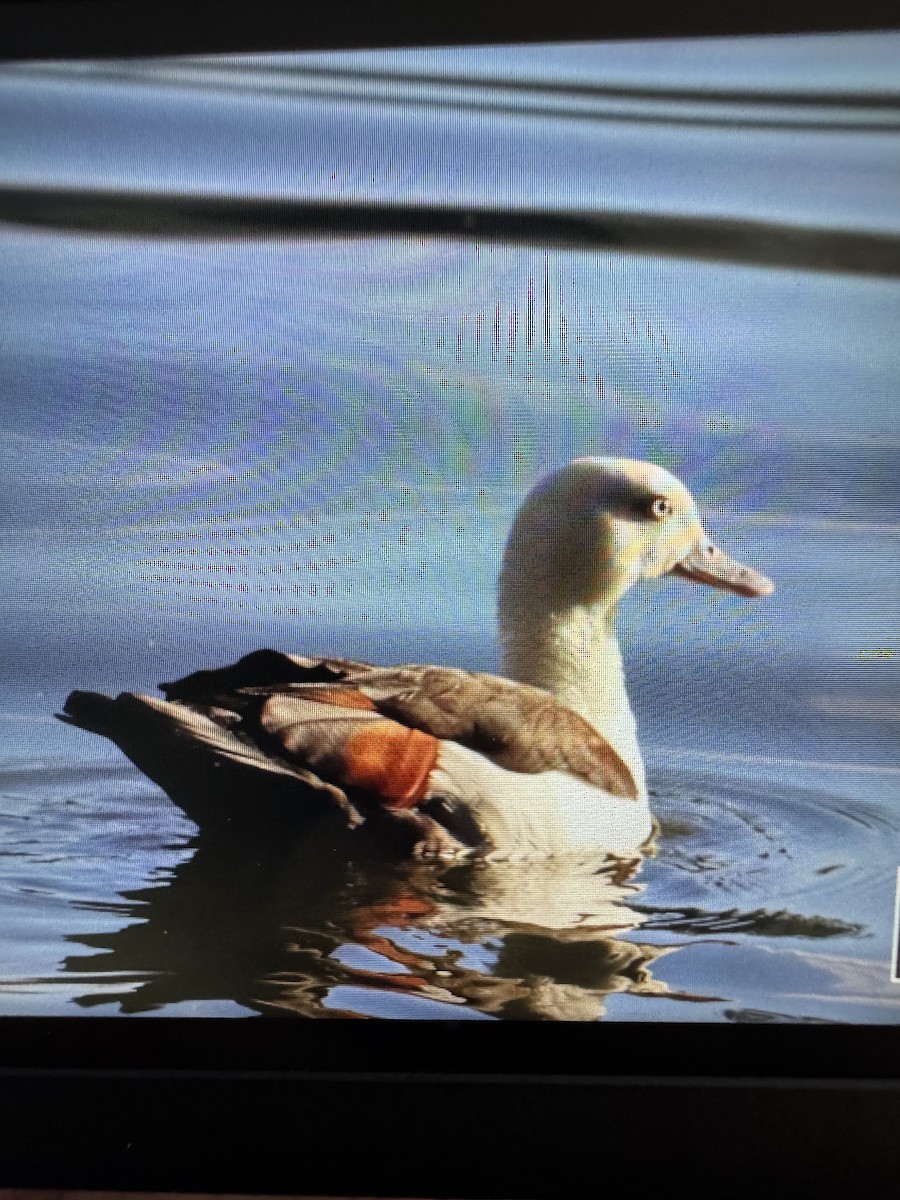 Radjah Shelduck - ML639134497