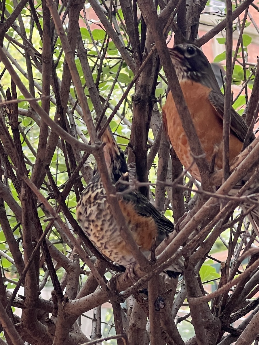 American Robin - ML639134499