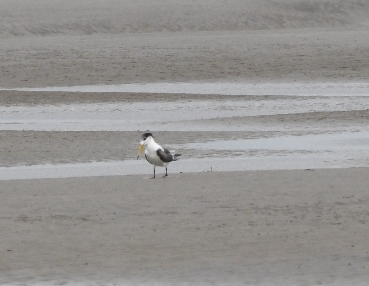 Great Crested Tern - ML639134508