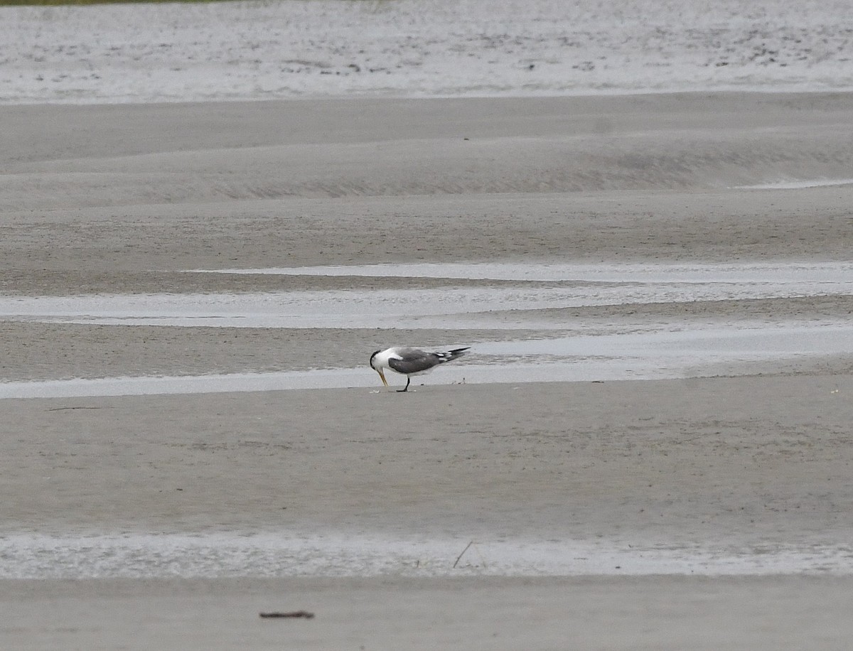 Great Crested Tern - ML639134509