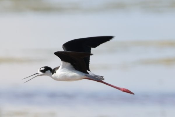 Black-necked Stilt - ML639134520
