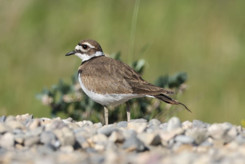 Killdeer - ML639134524