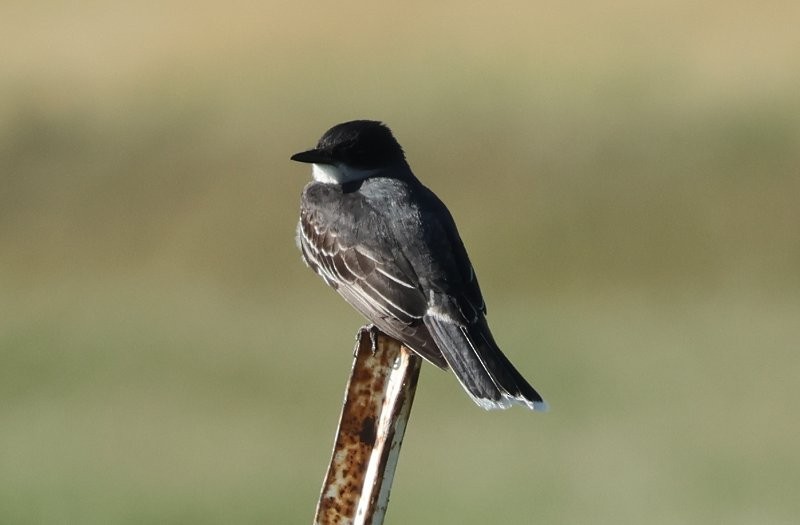 Eastern Kingbird - ML639134528