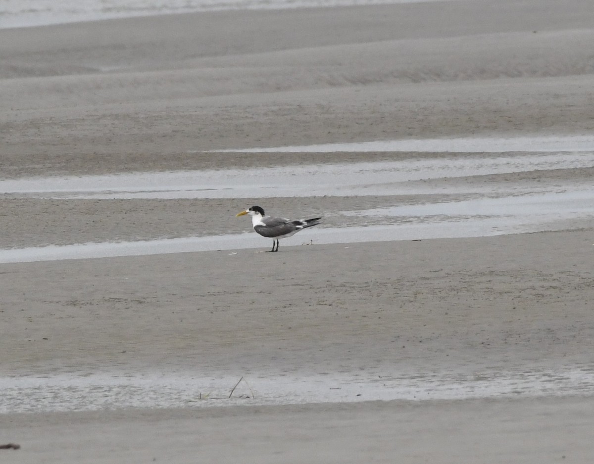 Great Crested Tern - ML639134530