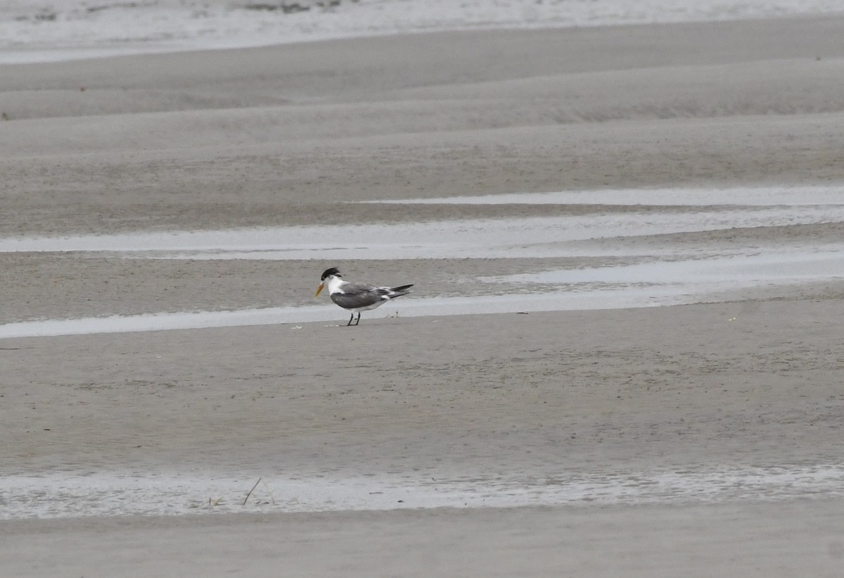 Great Crested Tern - ML639134531