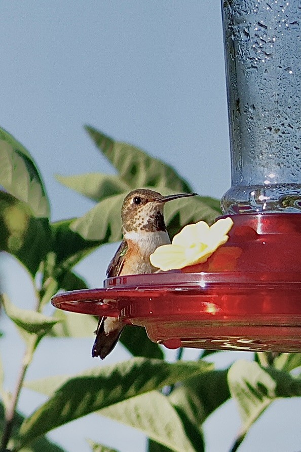 Rufous Hummingbird - ML639134543