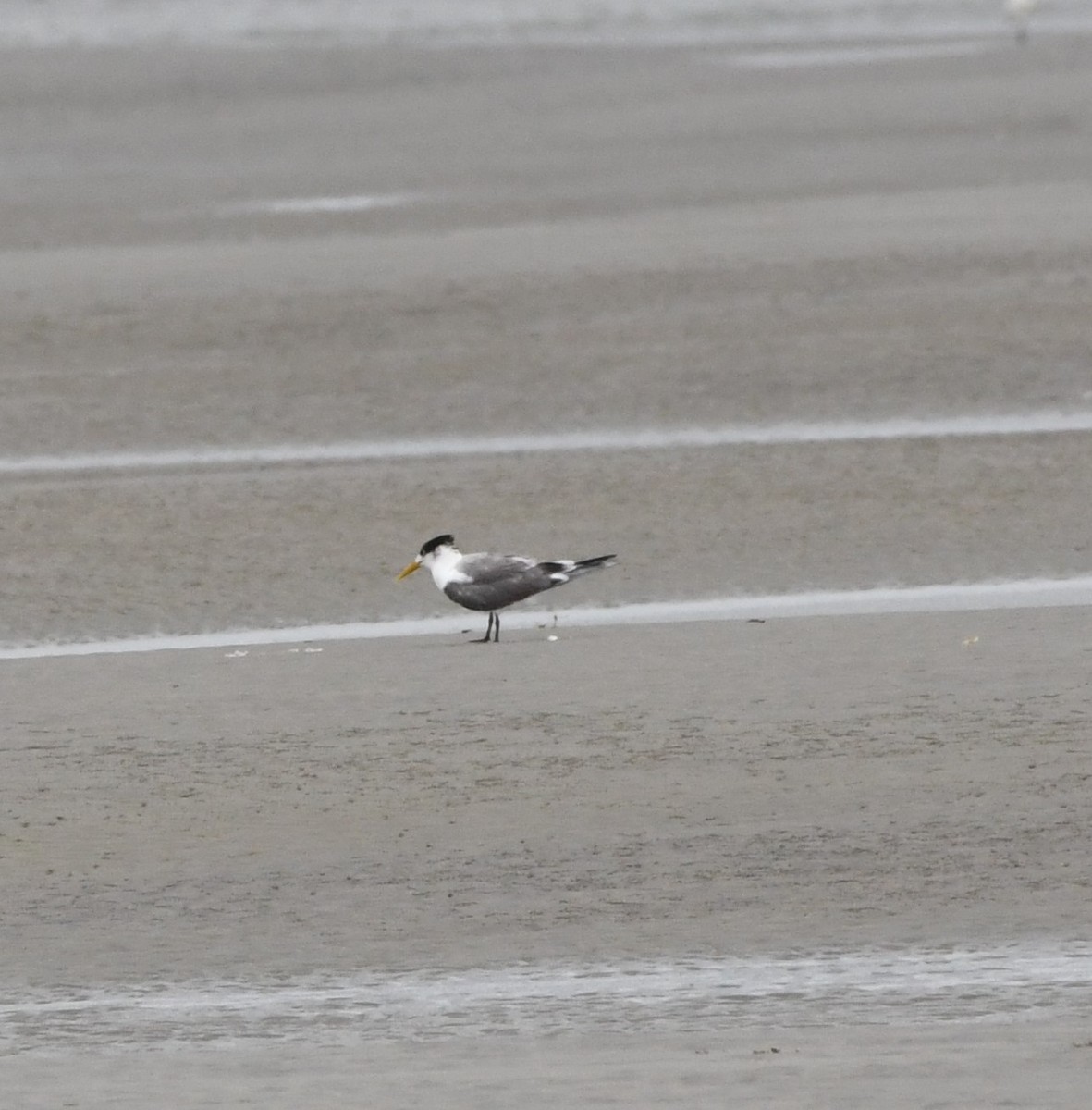 Great Crested Tern - ML639134546