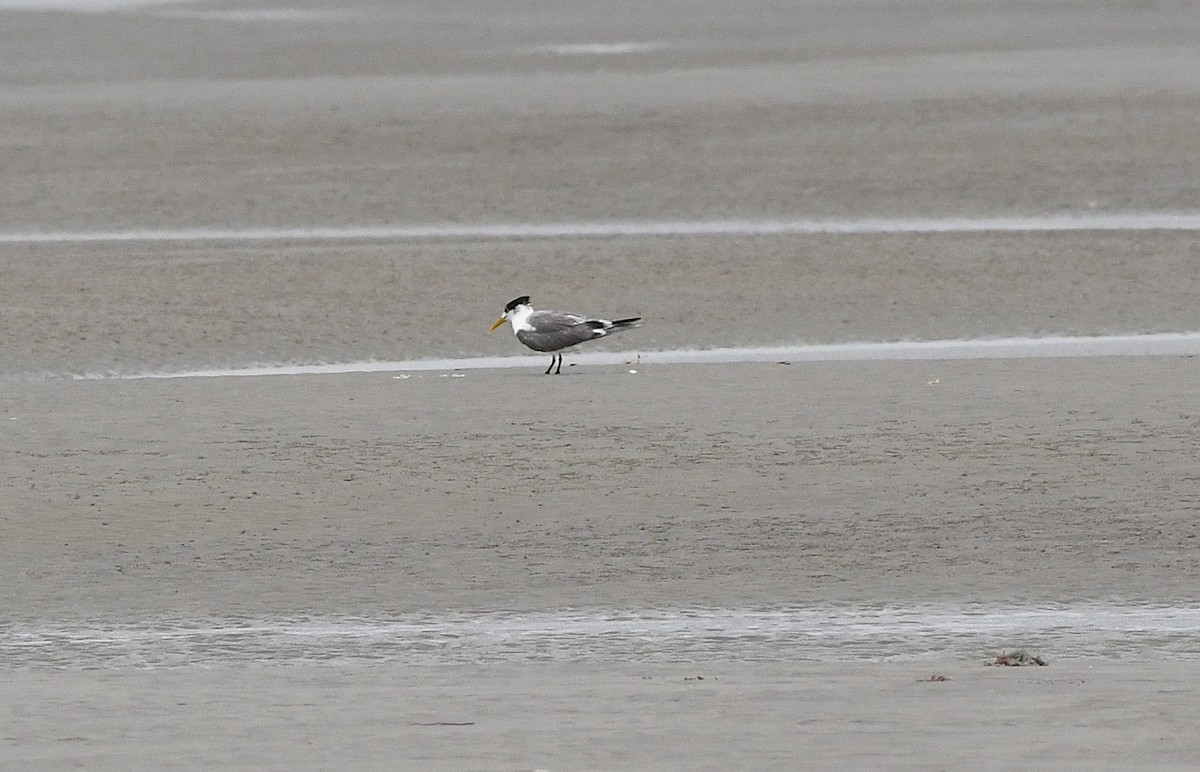 Great Crested Tern - ML639134547