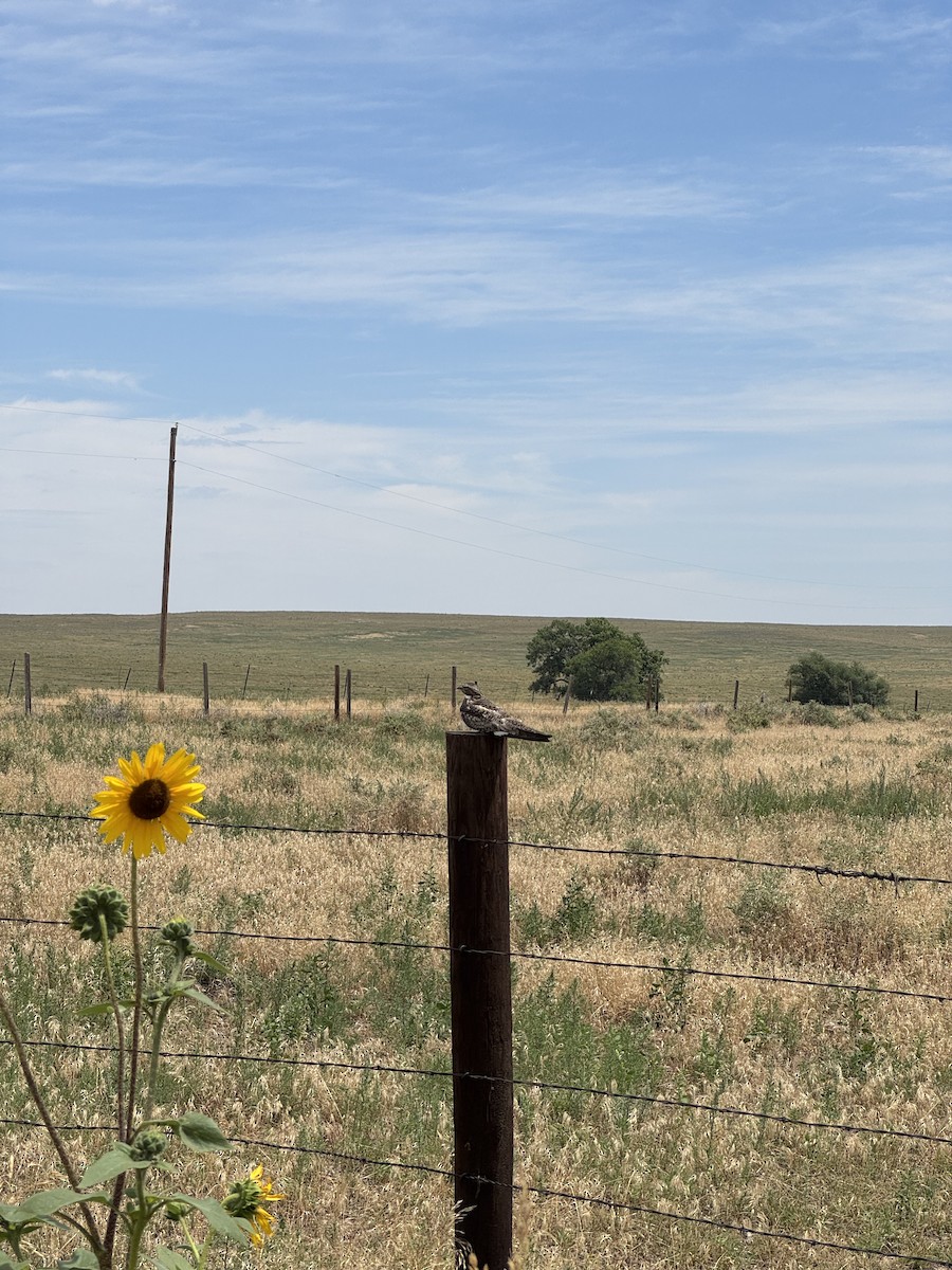 Common Nighthawk - ML639134548