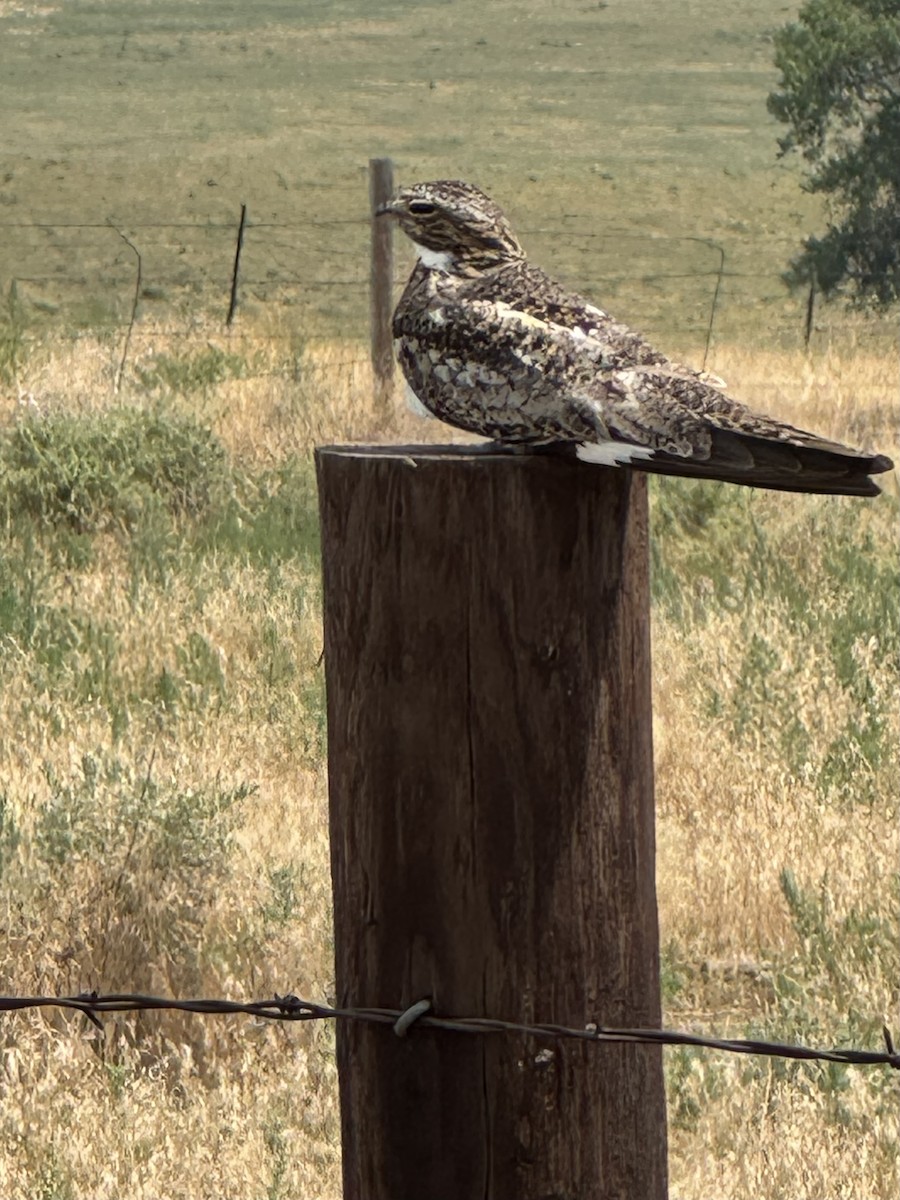 Common Nighthawk - ML639134550