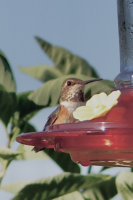 Rufous Hummingbird - ML639134552