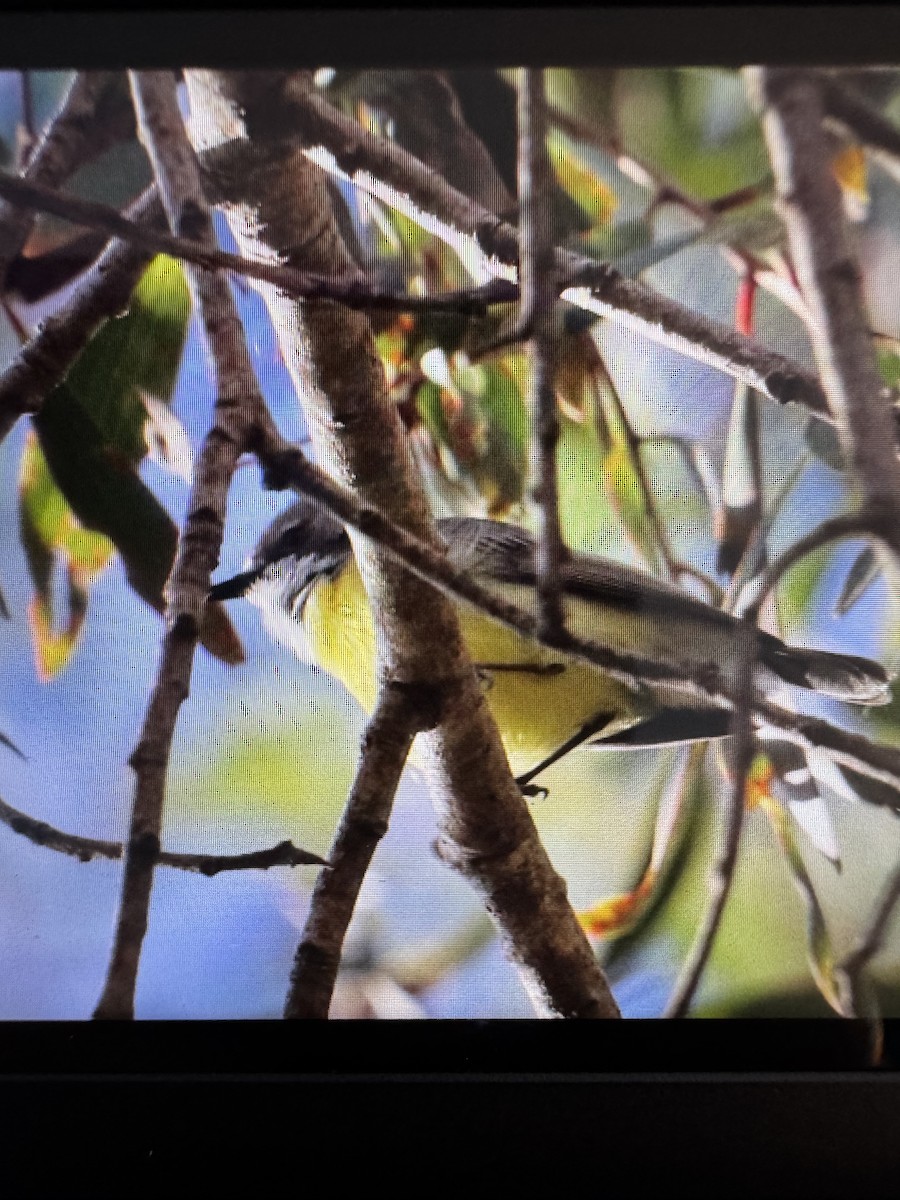 White-throated Gerygone - ML639134553
