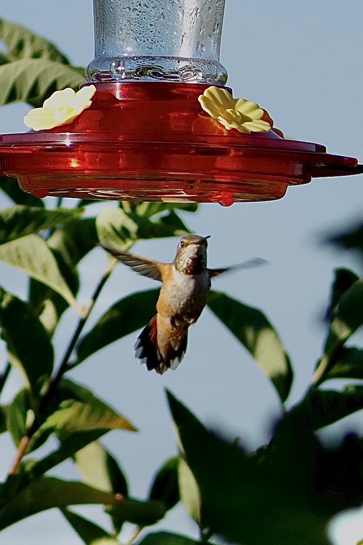 Rufous Hummingbird - ML639134557