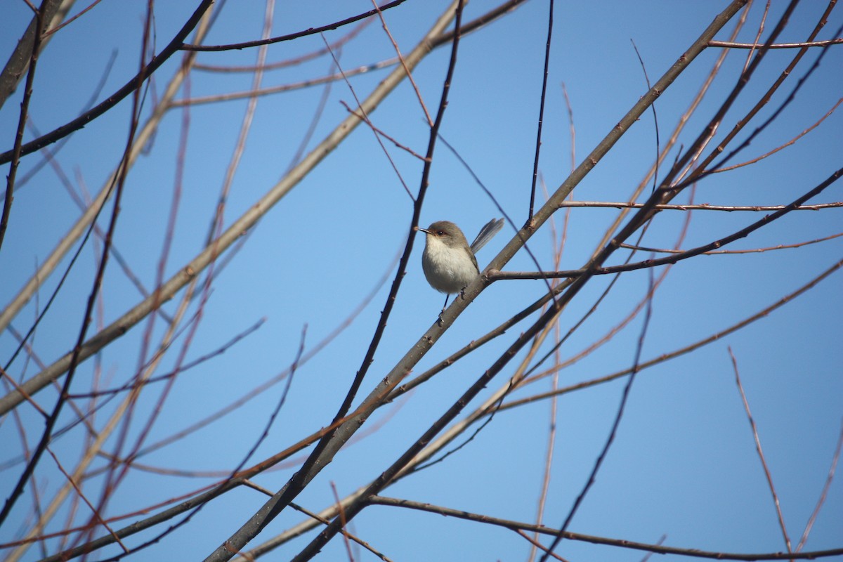 Superb Fairywren - ML639134563