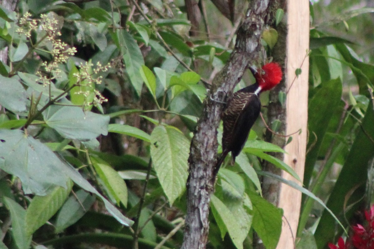 Guayaquil Woodpecker - ML639134569