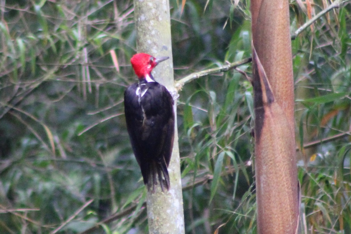 Guayaquil Woodpecker - ML639134570