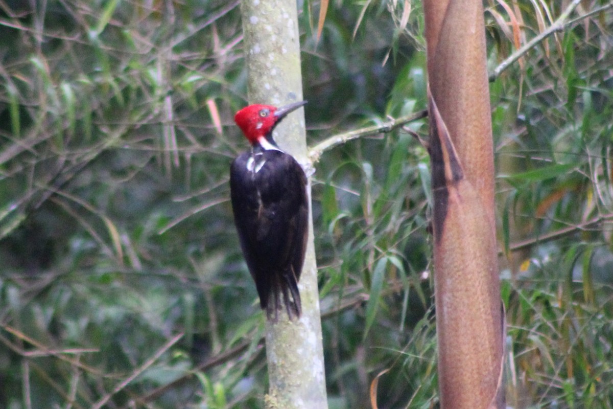 Guayaquil Woodpecker - ML639134573