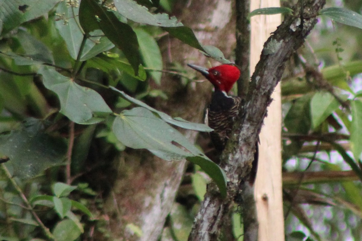 Guayaquil Woodpecker - ML639134575