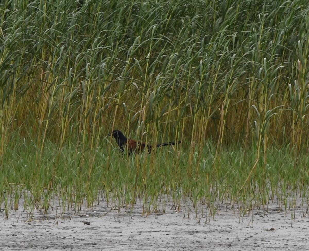 Greater Coucal - ML639134644