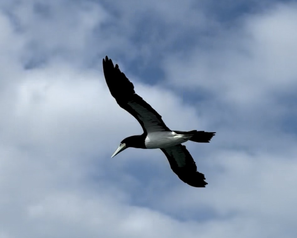 Brown Booby - ML639134646